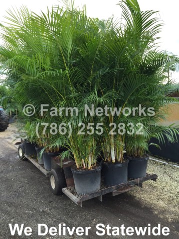 Areca Palm Trees Miami