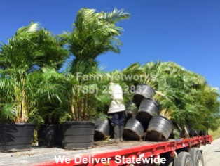 Areca Palm Trees Nursery