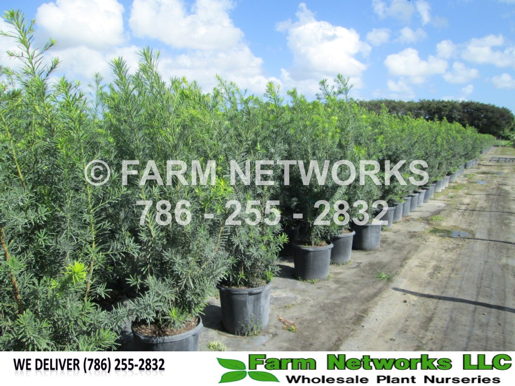 Podocarpus Plants-Fort Lauderdale